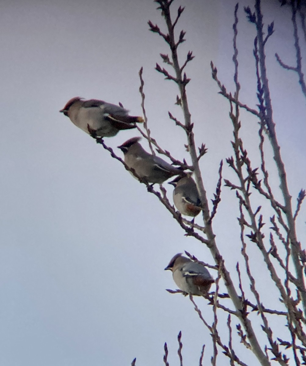 brkoslav severní - ML612930986