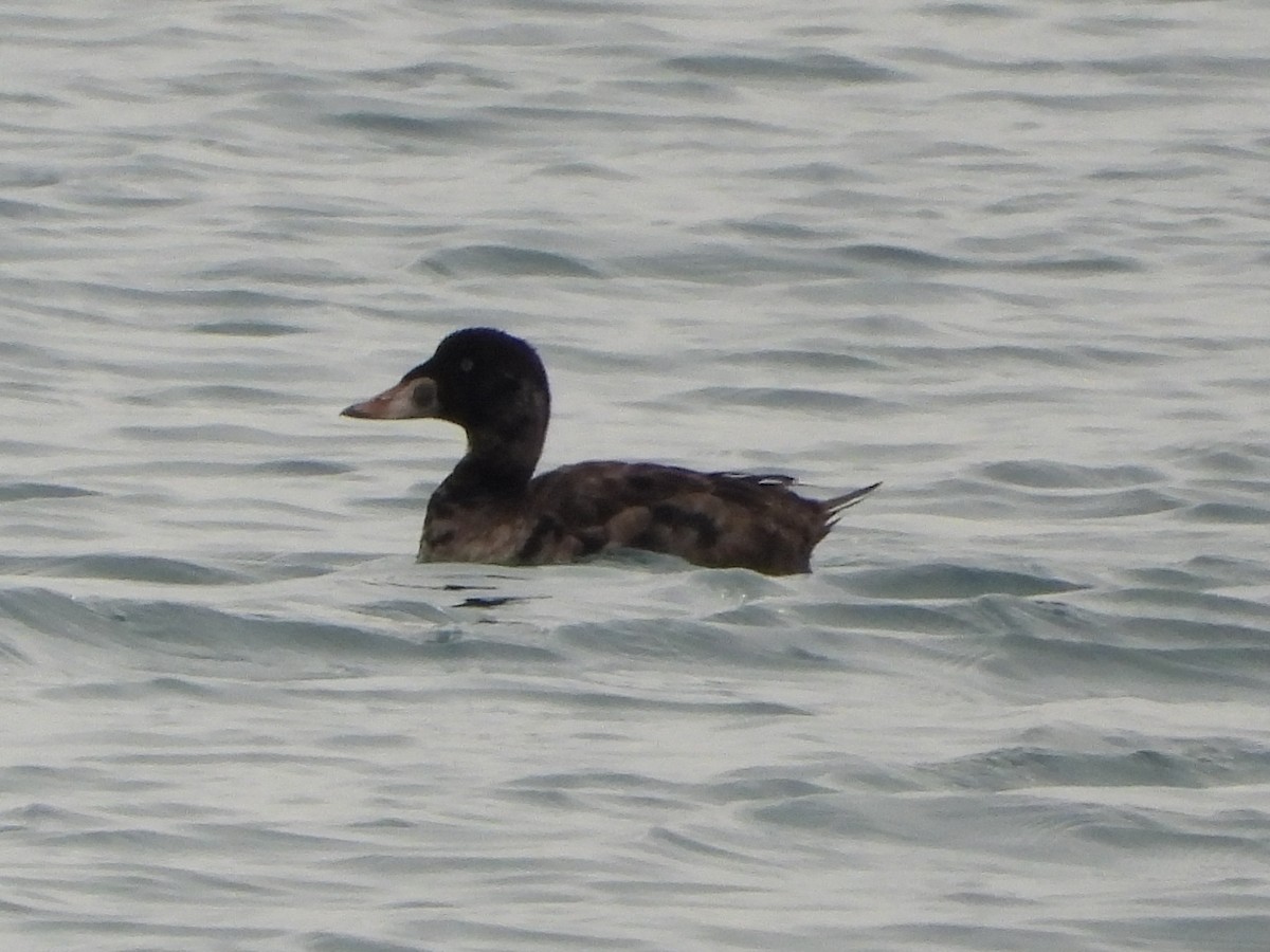 Surf Scoter - Ricardo Moral