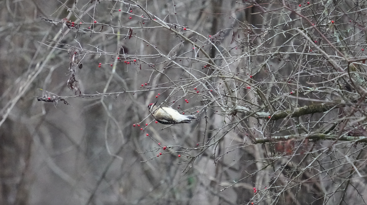 Yellow-bellied Sapsucker - Aaron T