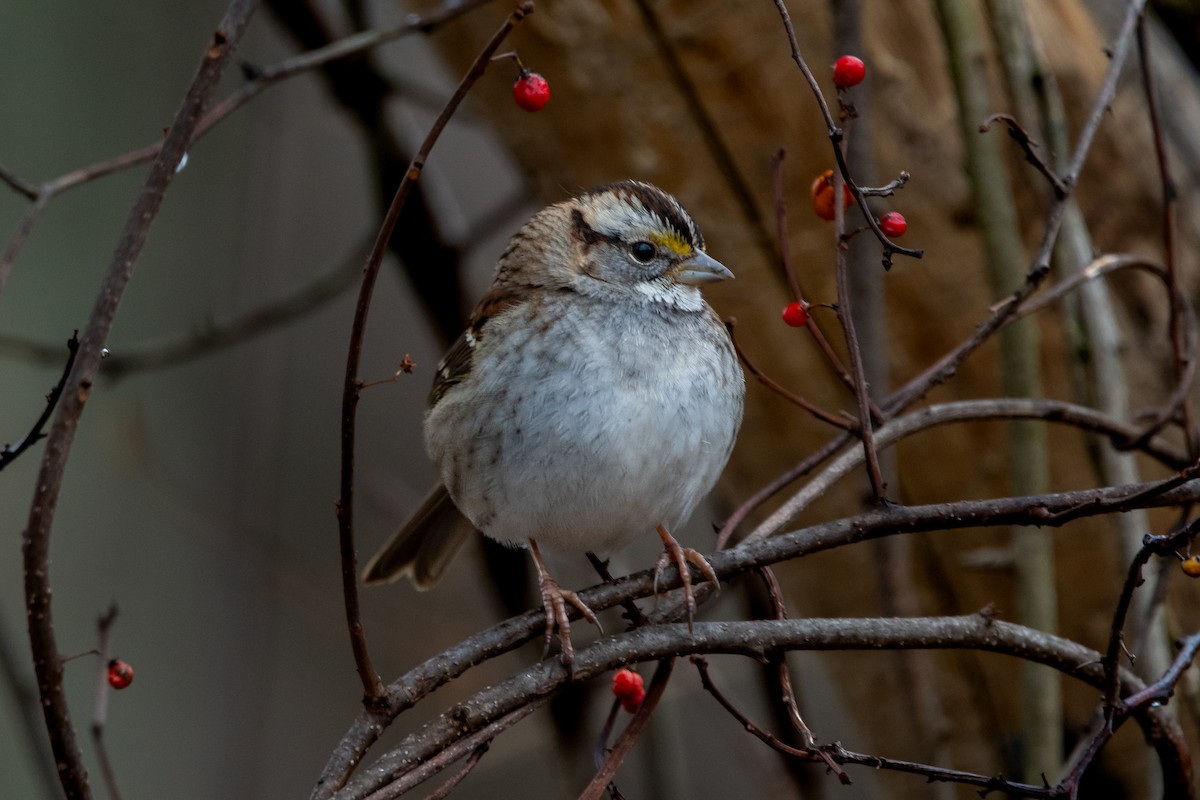 White-throated Sparrow - ML612931156
