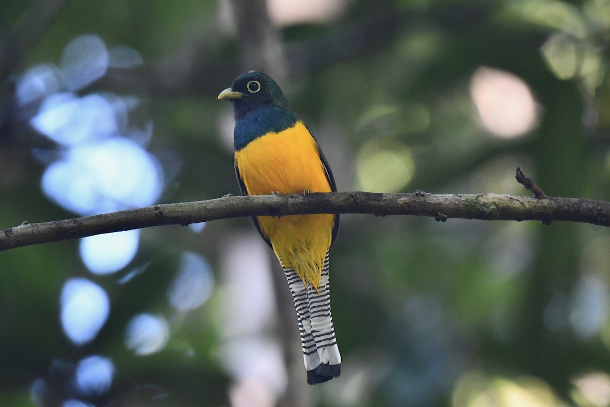 Amazonian Black-throated Trogon - ML612931164