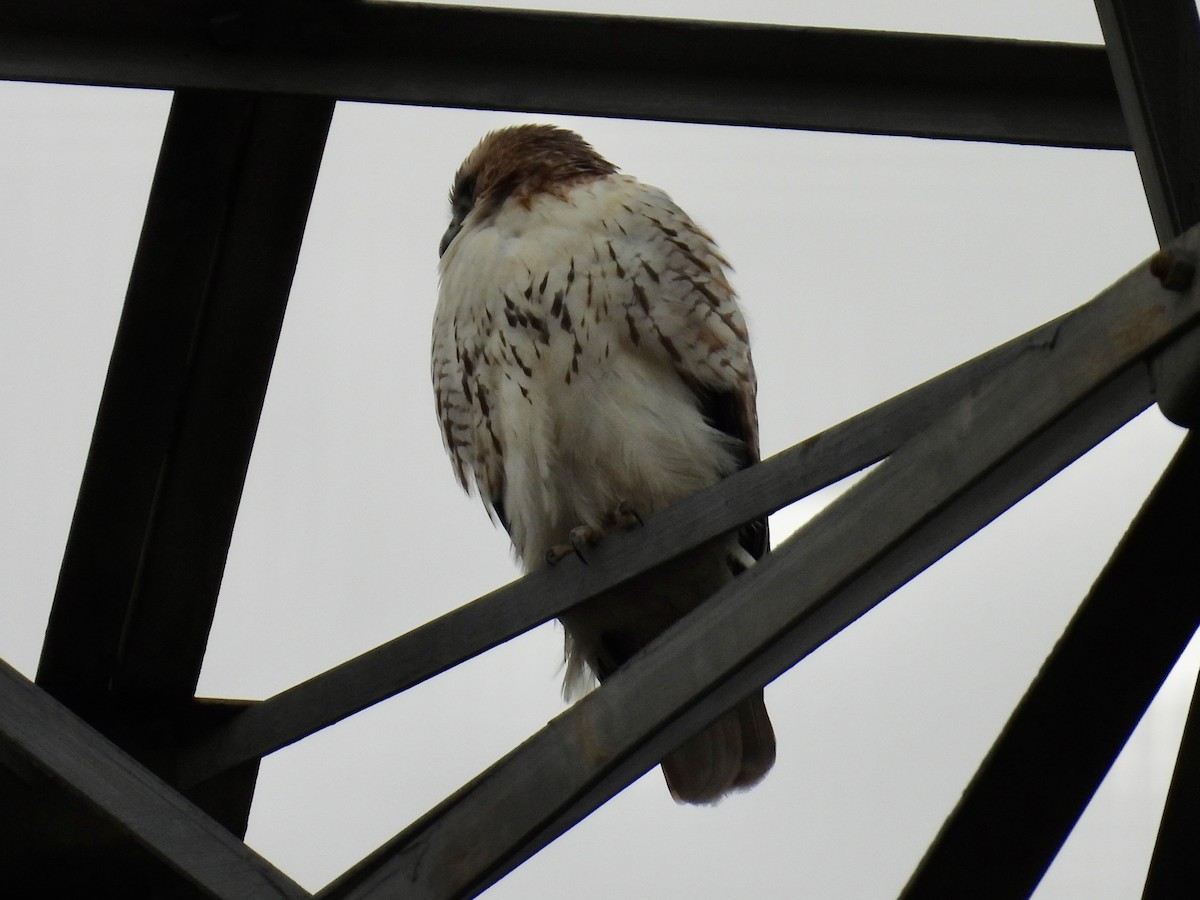 Red-tailed Hawk - ML612931186