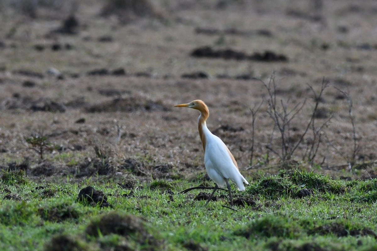 Eastern Cattle Egret - ML612931214