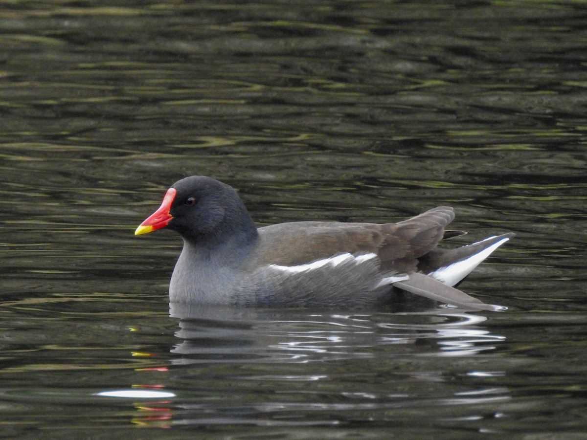 Eurasian Moorhen - ML612931218