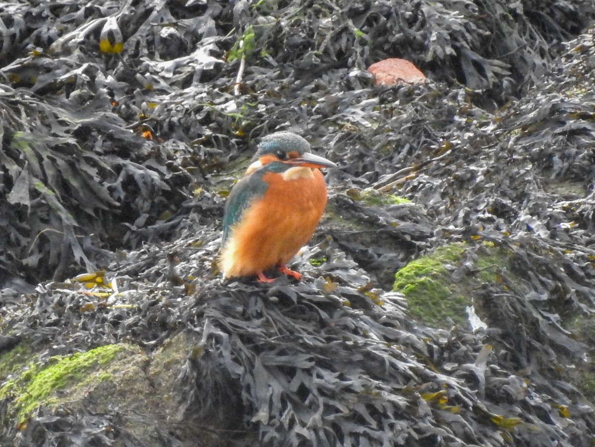 Martin-pêcheur d'Europe - ML612931261