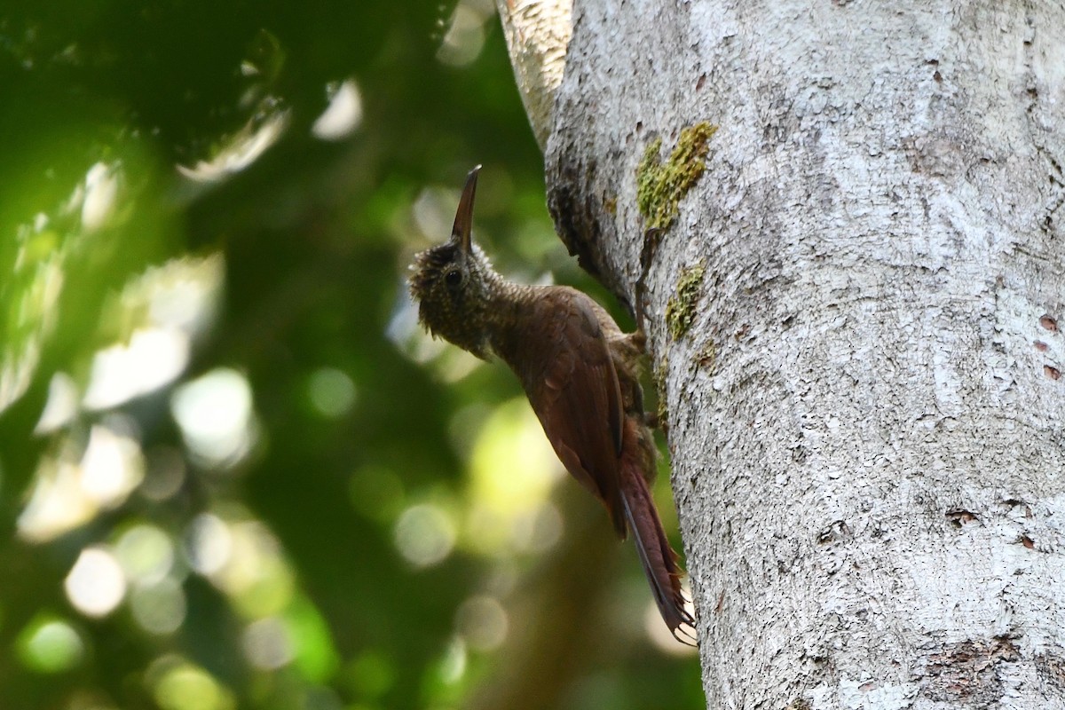 Amazonian Barred-Woodcreeper - ML612931316