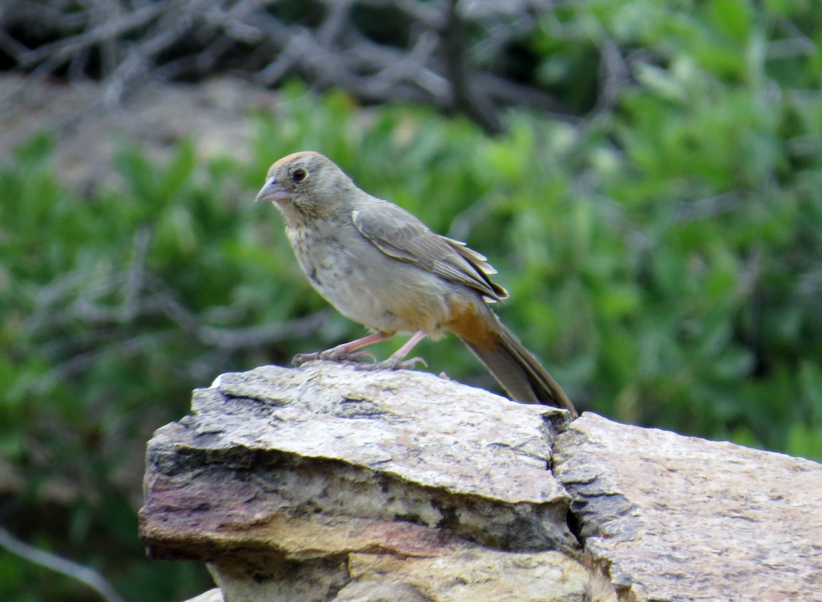 Canyon Towhee - ML612931323