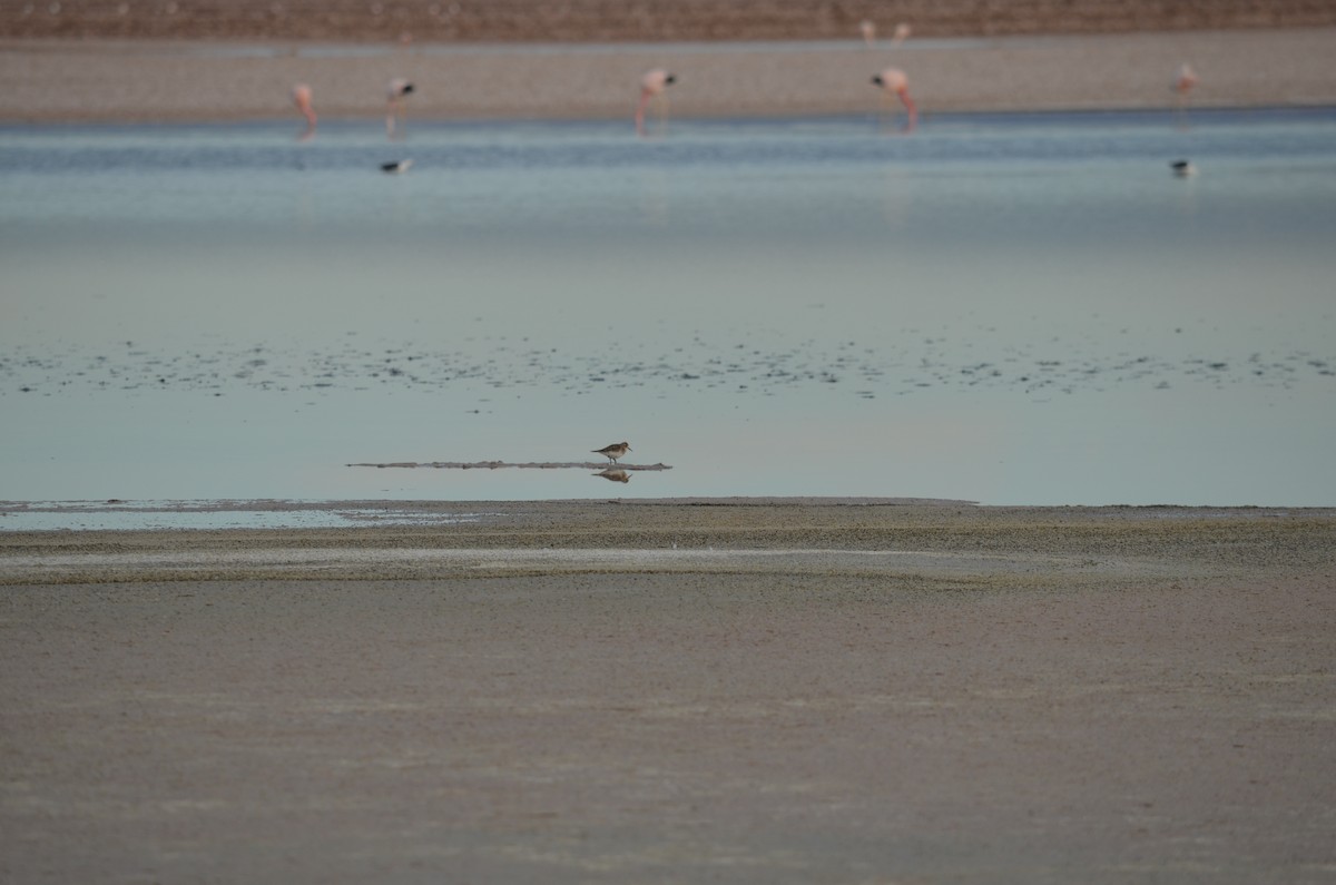 Baird's Sandpiper - ML612931342