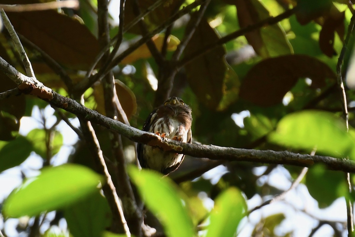 Amazonian Pygmy-Owl - Erik Atwell