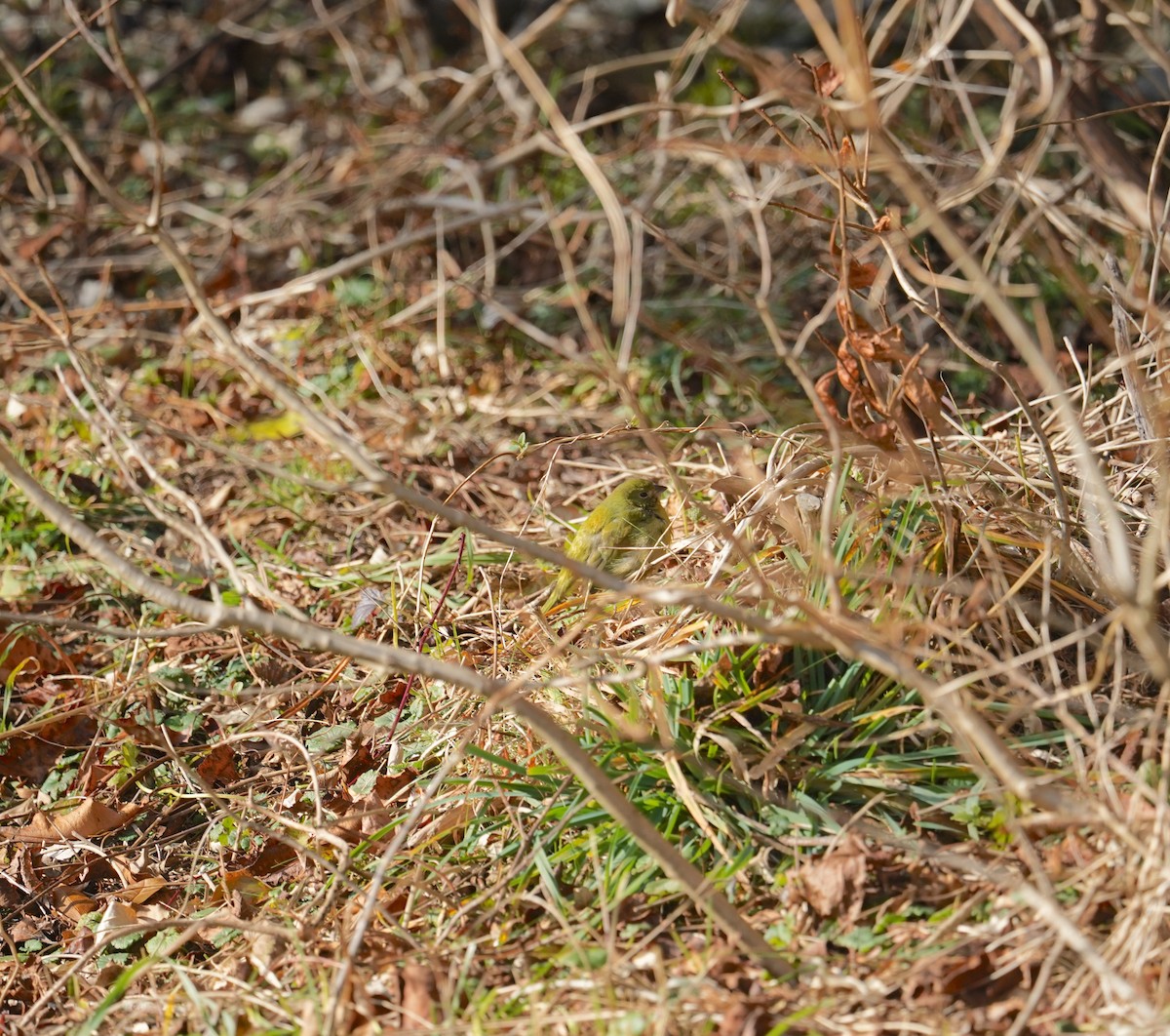 Painted Bunting - ML612931389