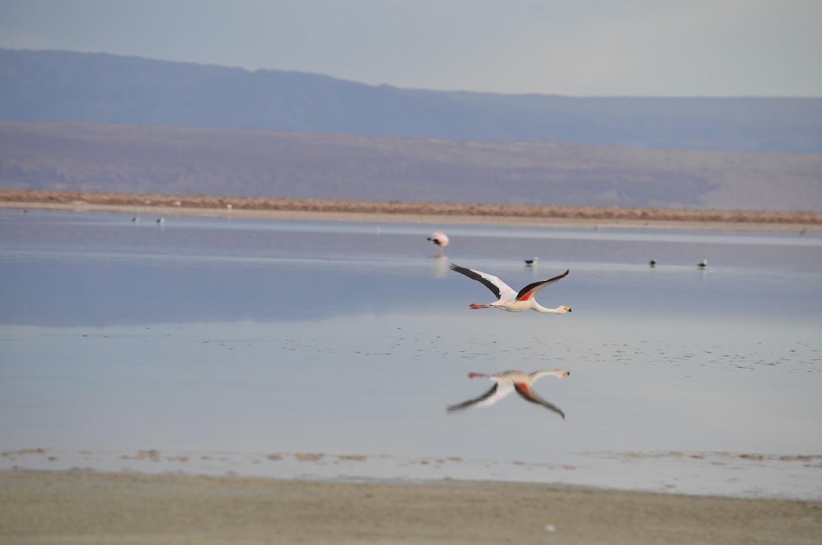 Andean Flamingo - Jesu Mallea