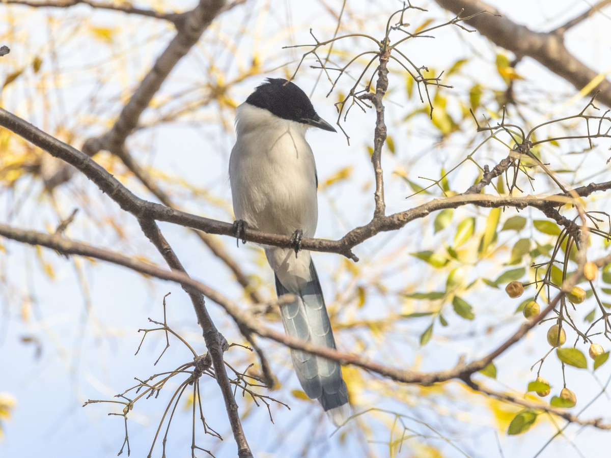 Azure-winged Magpie - Angus Wilson