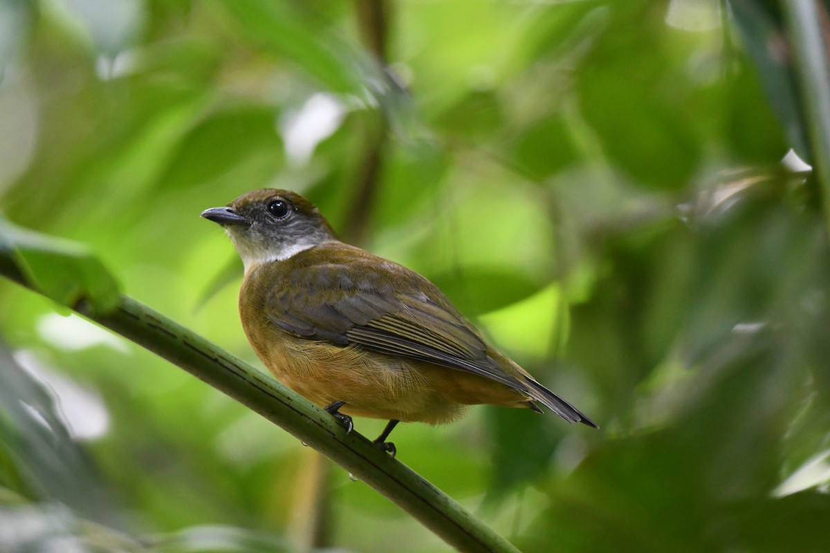 Orange-crowned Manakin - Erik Atwell