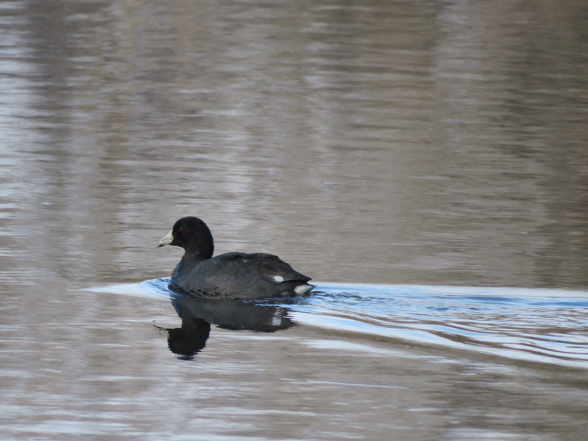 American Coot - ML612931463