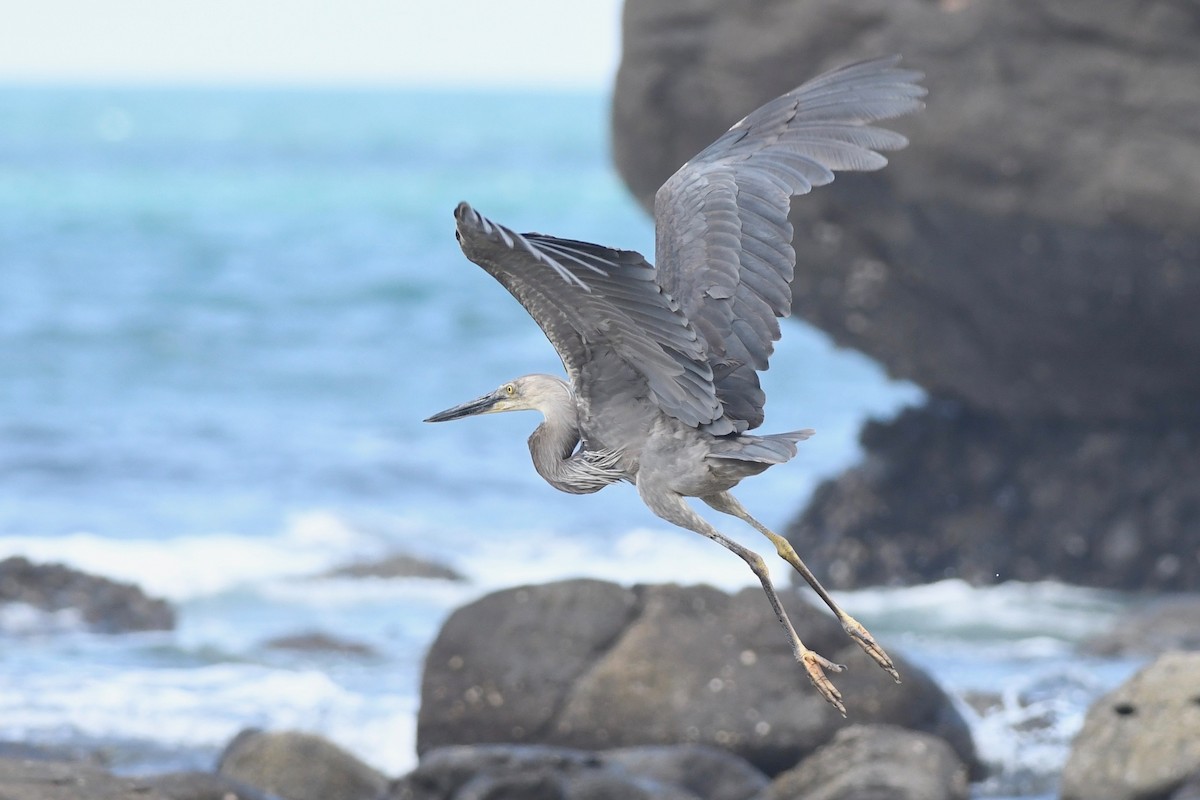 Great-billed Heron - Antoine Reboul