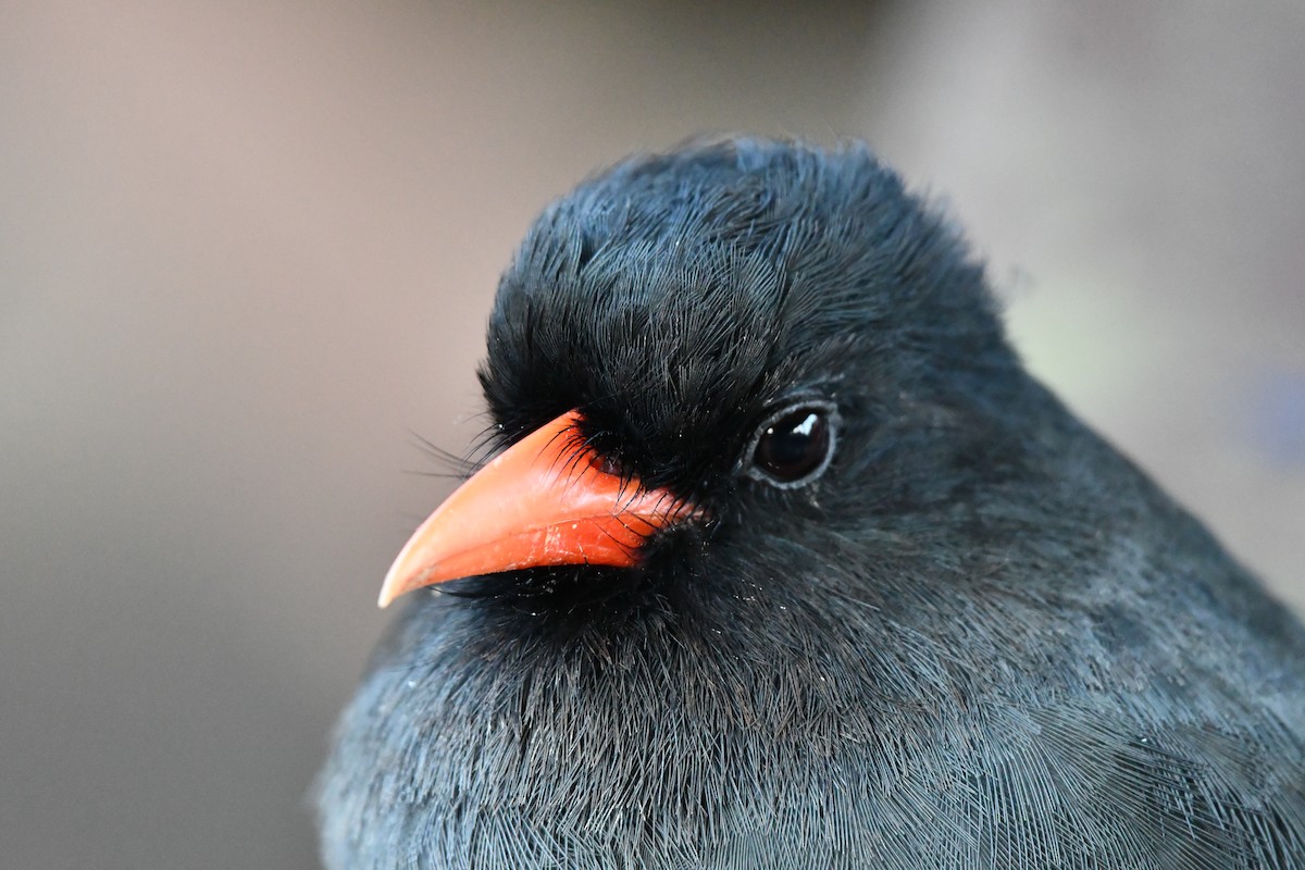 Black-fronted Nunbird - ML612931484
