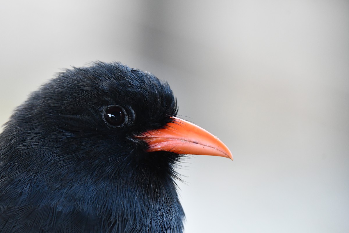 Black-fronted Nunbird - ML612931485