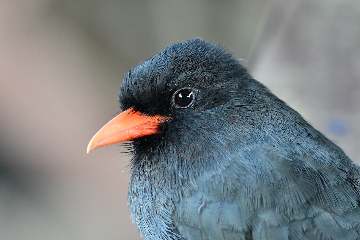 Black-fronted Nunbird - ML612931486