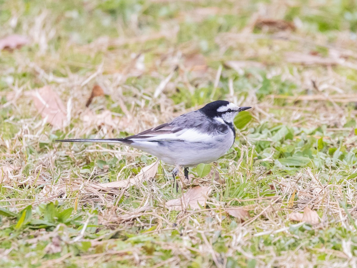 White Wagtail (Black-backed) - ML612931513
