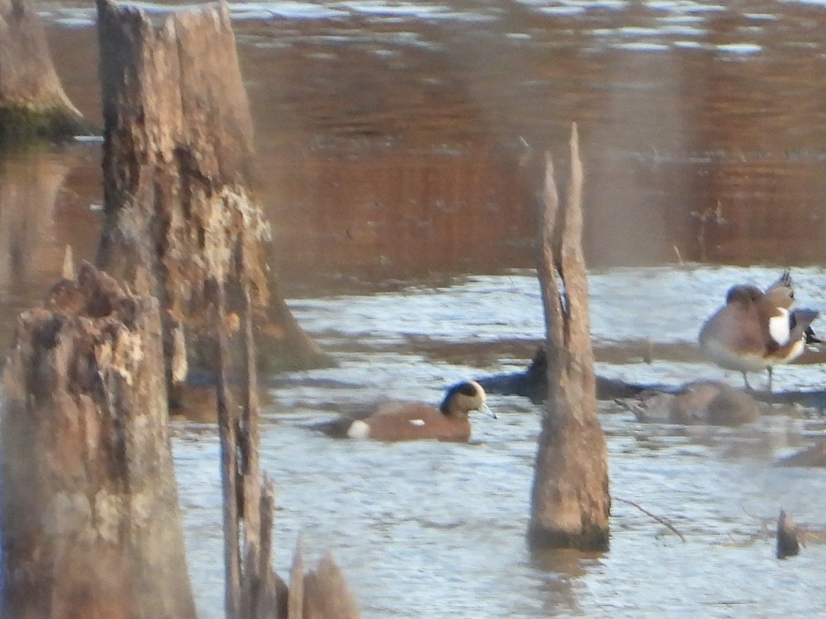 American Wigeon - ML612931534