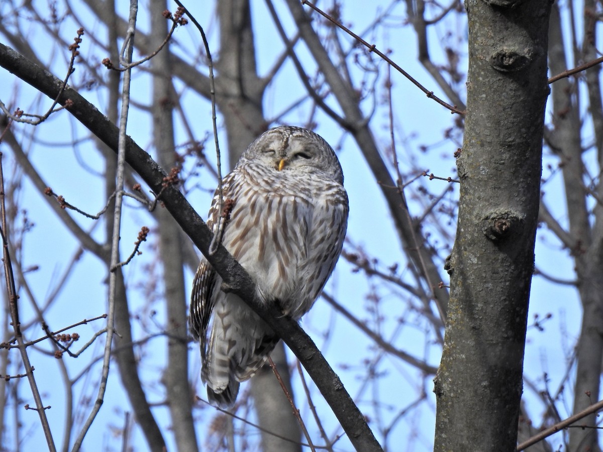 Barred Owl - André St Pierre Aline Beauchemin