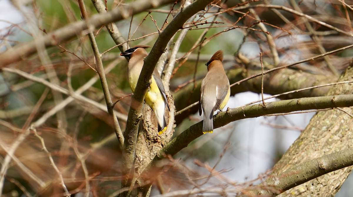 Cedar Waxwing - ML612931574