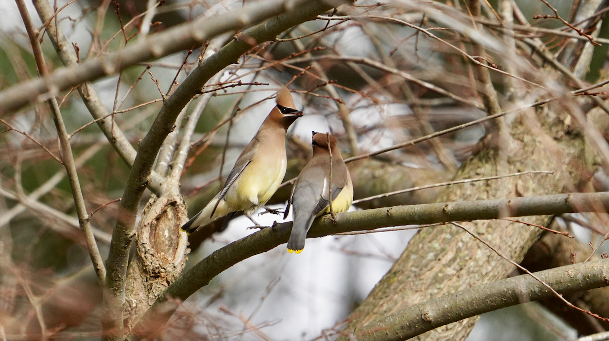 Cedar Waxwing - ML612931578