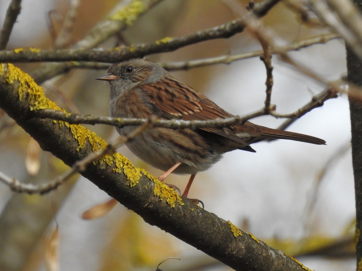 Dunnock - ML612931587