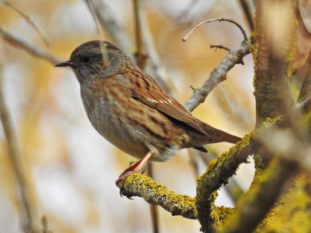 Dunnock - ML612931592