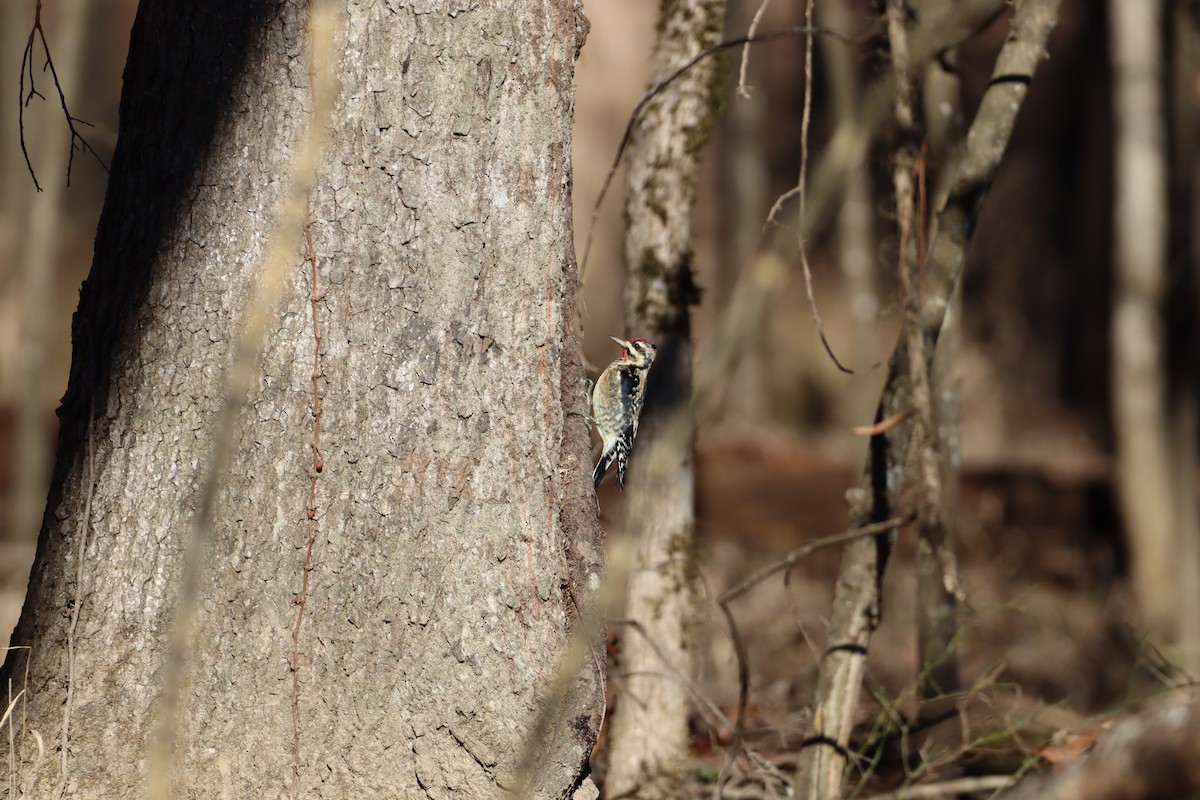 Yellow-bellied Sapsucker - ML612931613