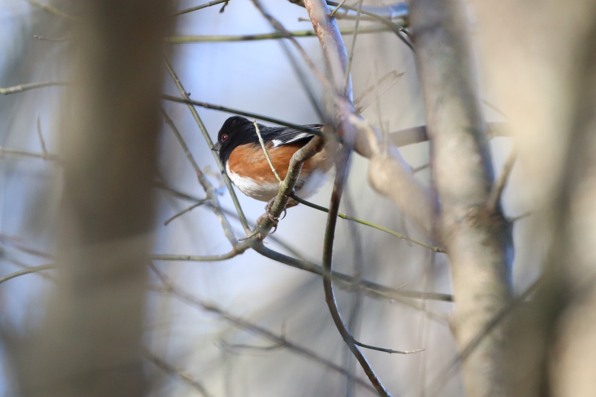 Eastern Towhee - ML612931636