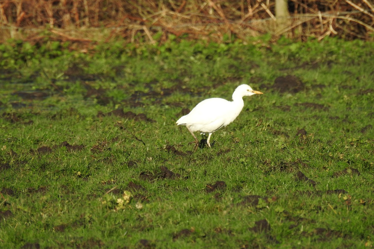 Western Cattle Egret - ML612931697