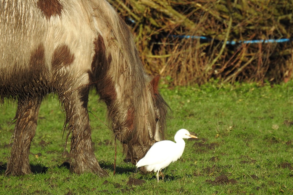 Western Cattle Egret - ML612931720