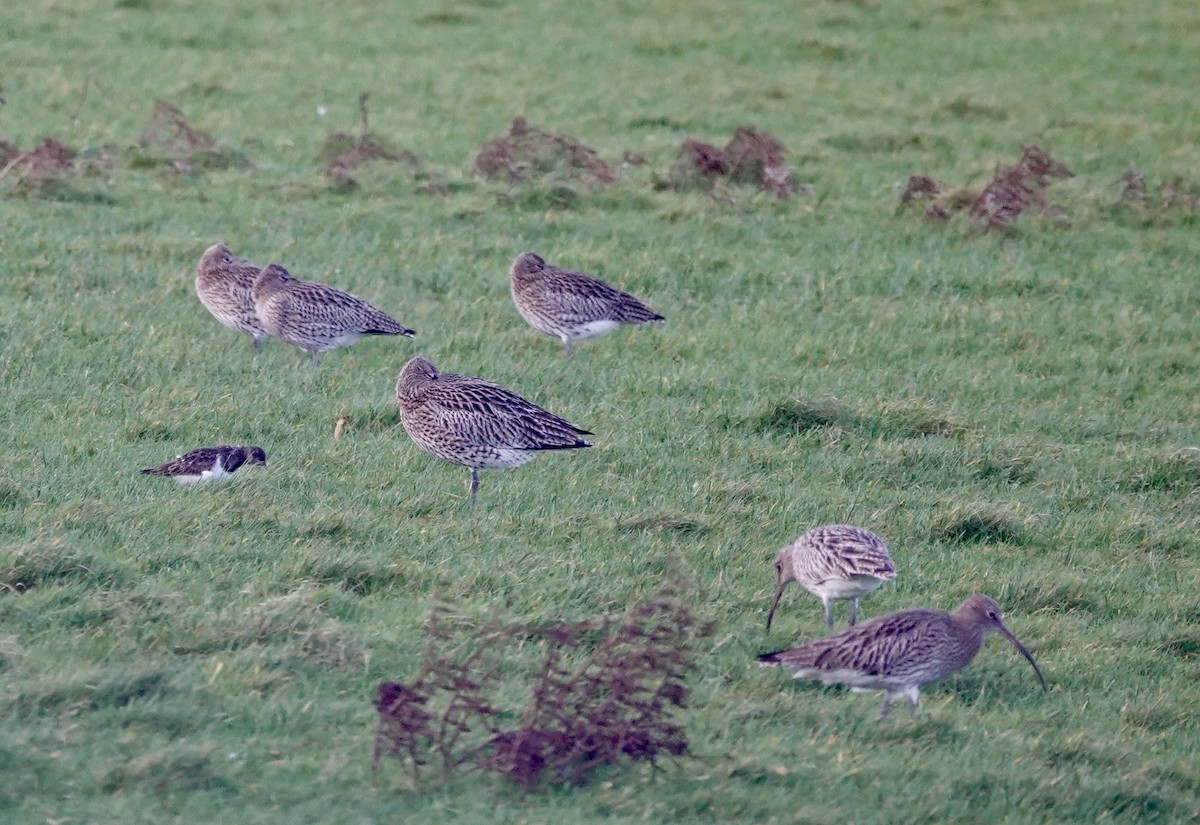 Eurasian Curlew - ML612931739