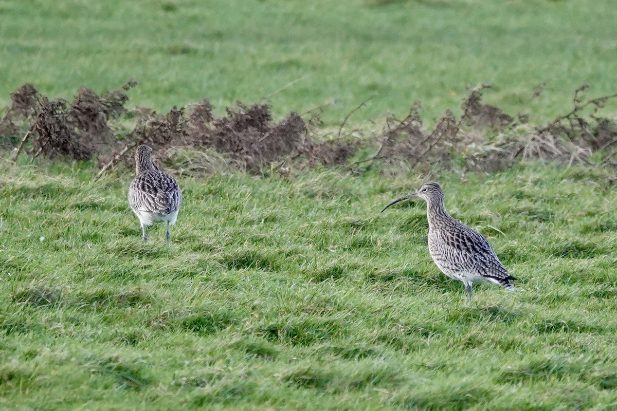 Eurasian Curlew - ML612931818