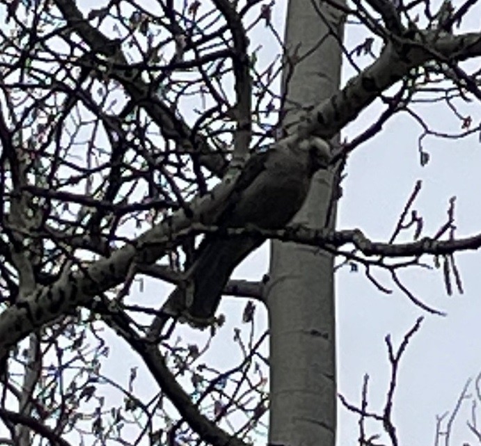 Canada Jay (Rocky Mts.) - ML612931846