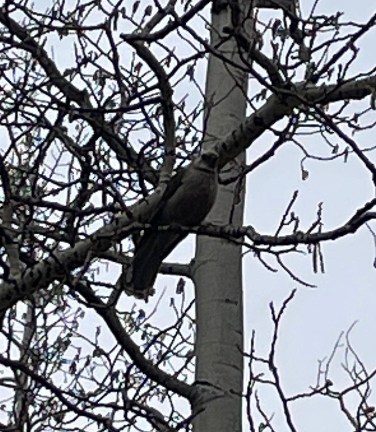 Canada Jay (Rocky Mts.) - ML612931847