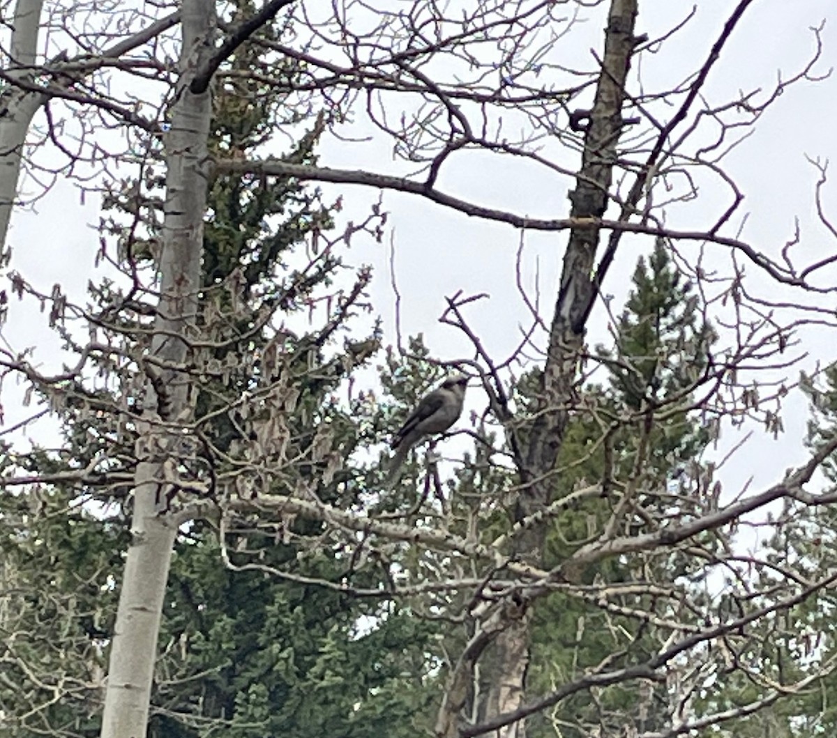 Canada Jay (Rocky Mts.) - ML612931848