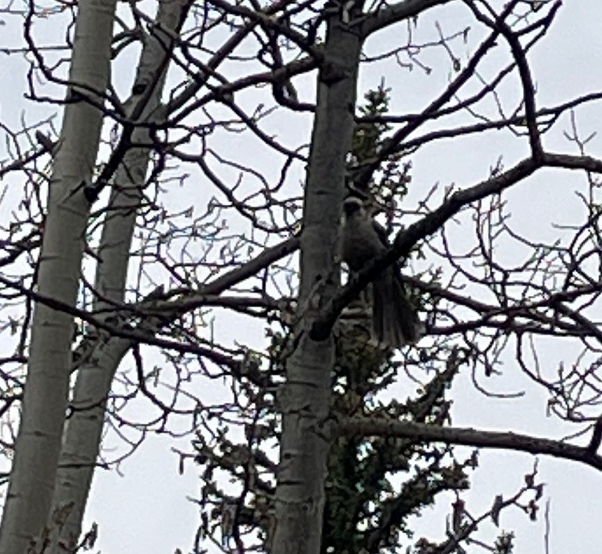 Canada Jay (Rocky Mts.) - ML612931849