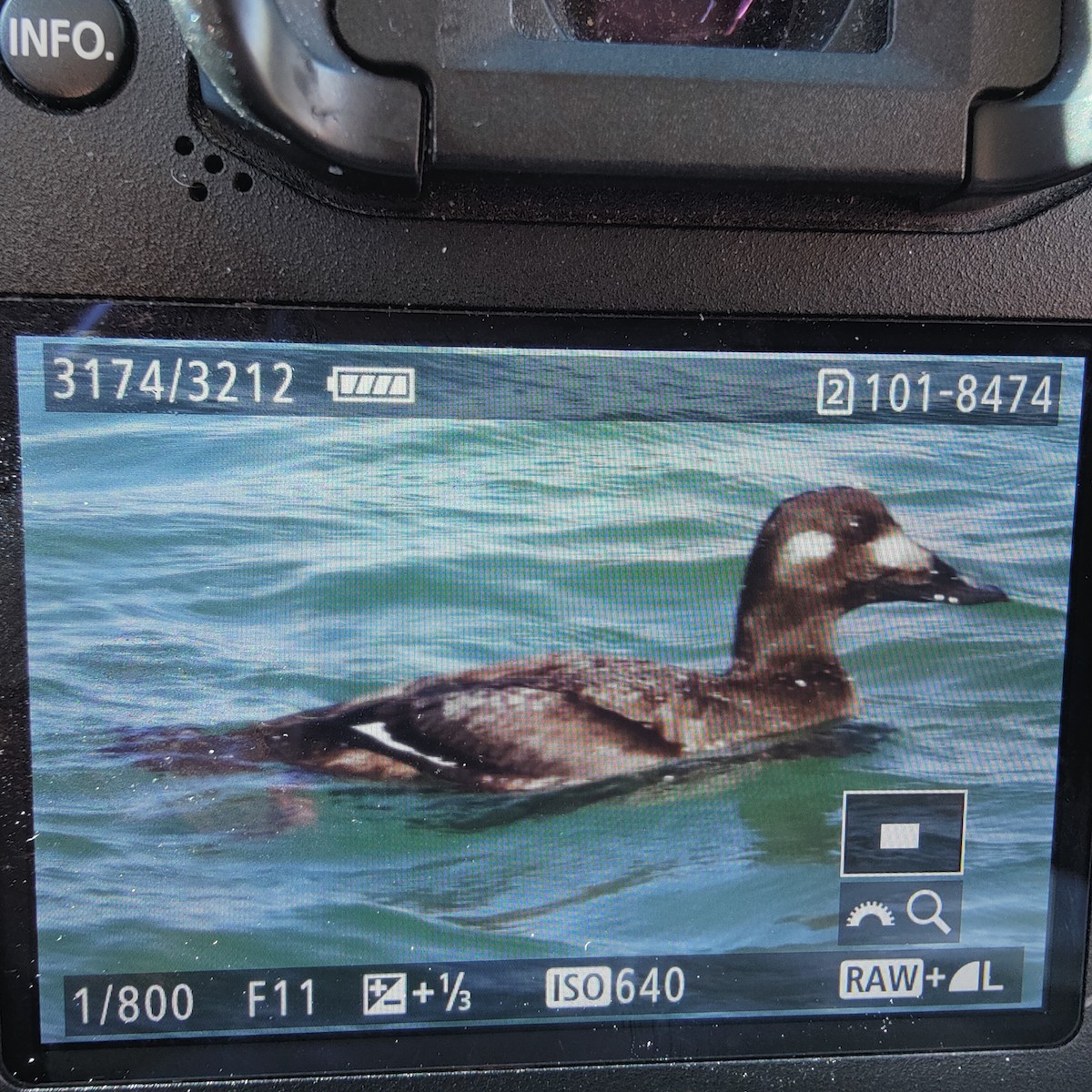 White-winged Scoter - ML612931871