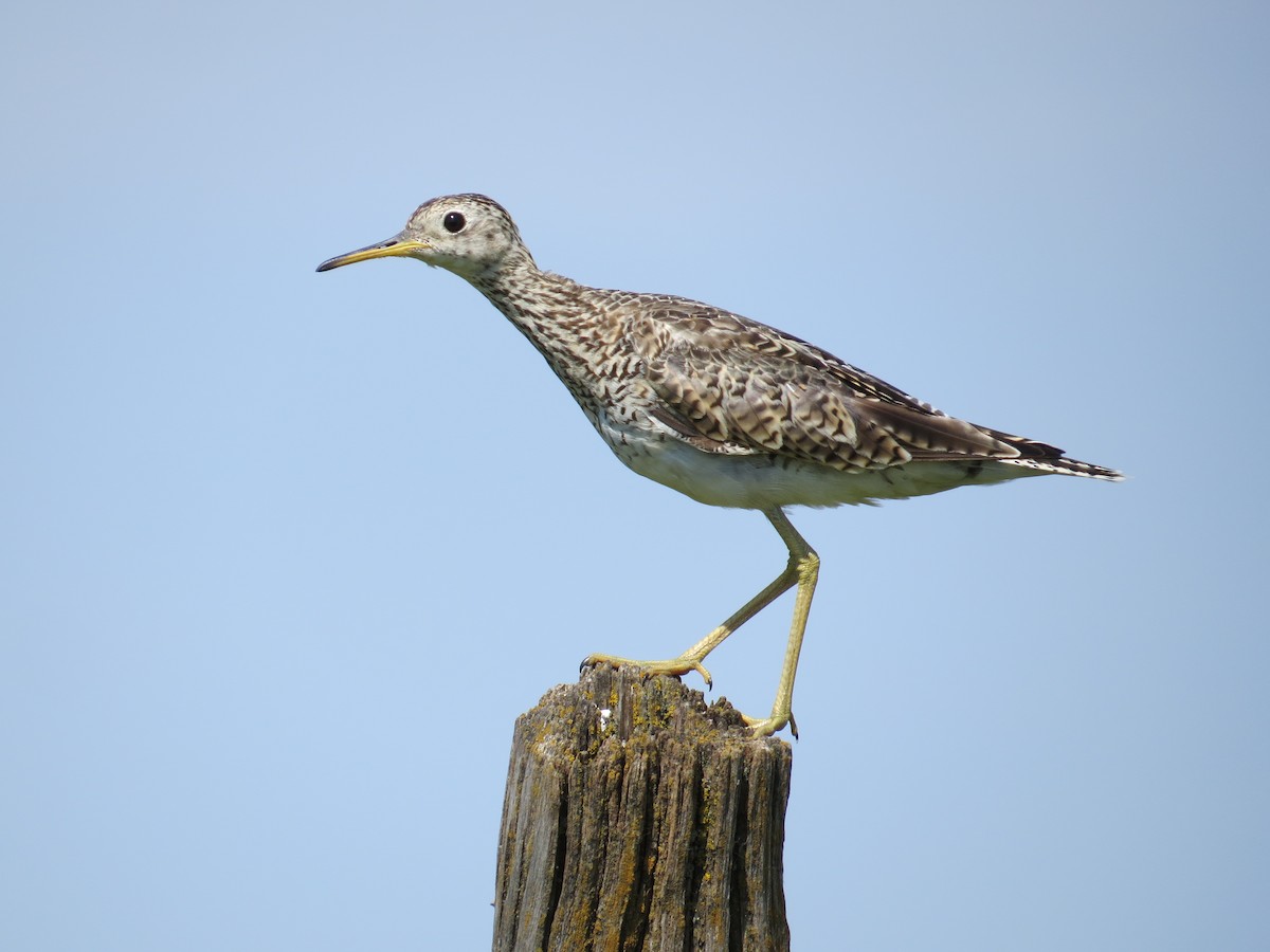 Upland Sandpiper - ML612931882