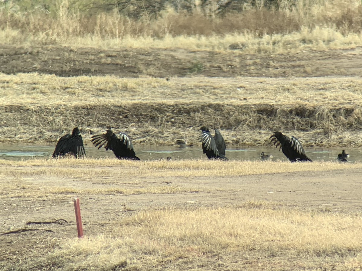 Black Vulture - David Griffin