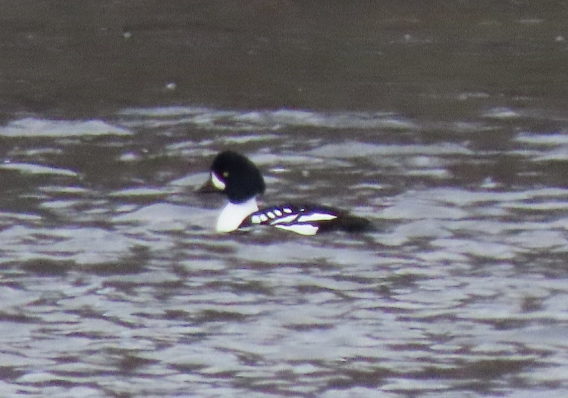 Barrow's Goldeneye - ML612931906