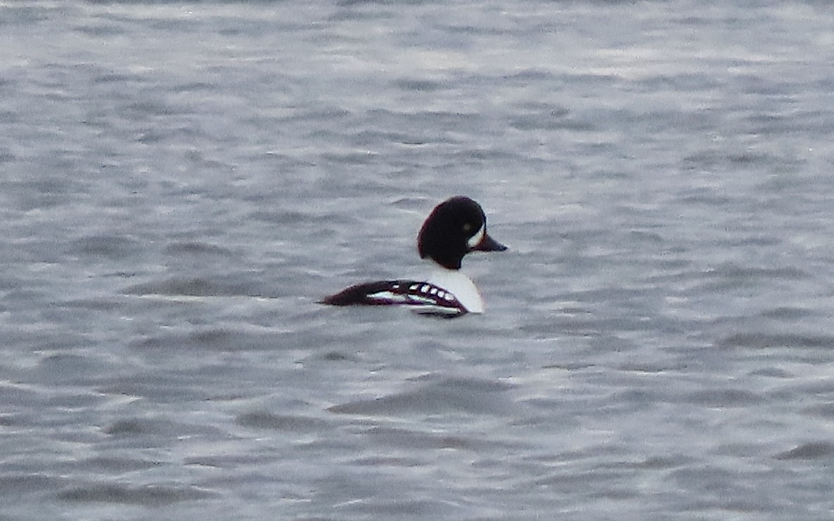 Barrow's Goldeneye - Tova Mellen