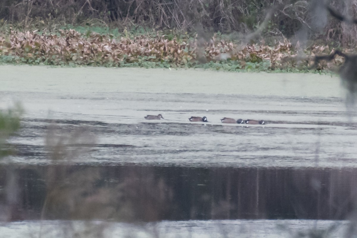 Blue-winged Teal - ML612931918