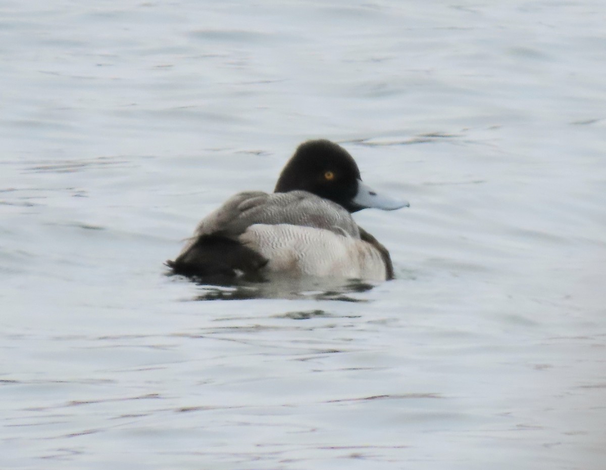 Lesser Scaup - Mary Guell