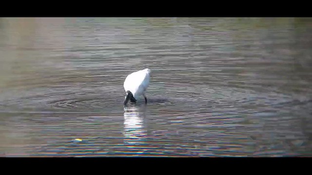 Black-headed Ibis - ML612931938