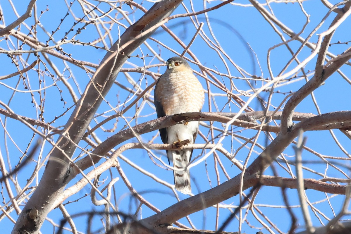 Sharp-shinned Hawk - ML612932078