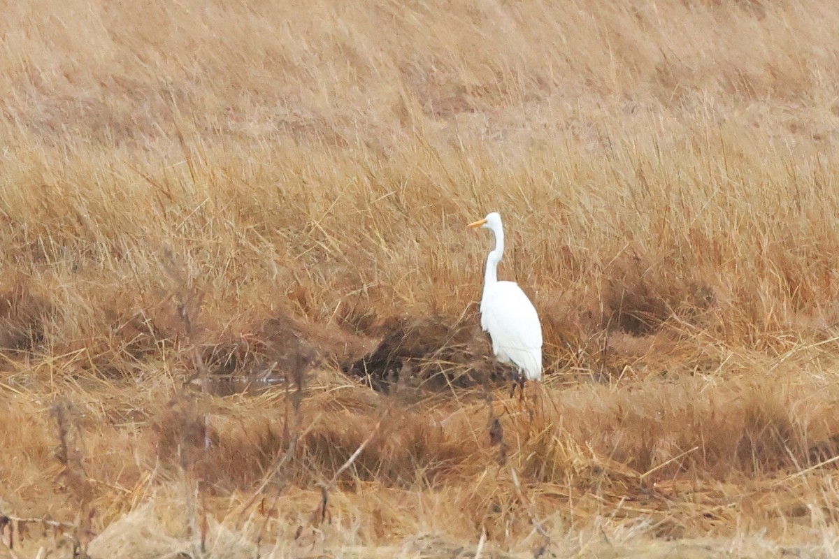 Great Egret - ML612932104