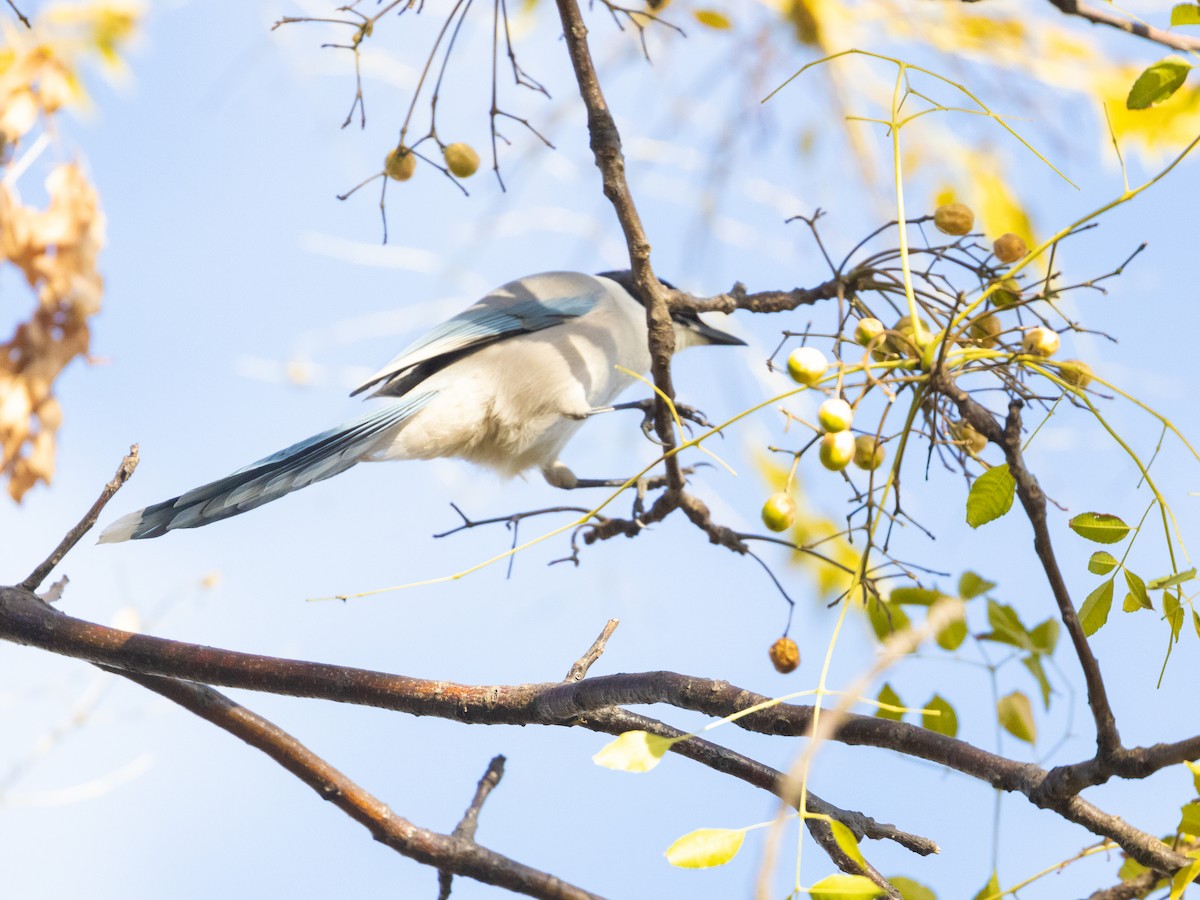 Azure-winged Magpie - ML612932155